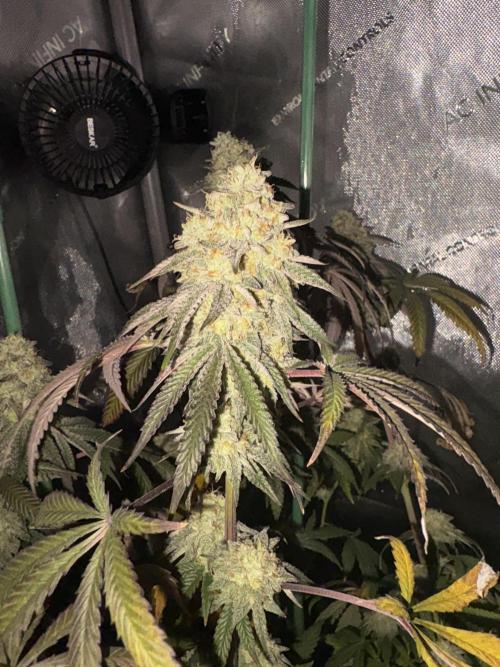 First serious grow as a newbie. Week 16