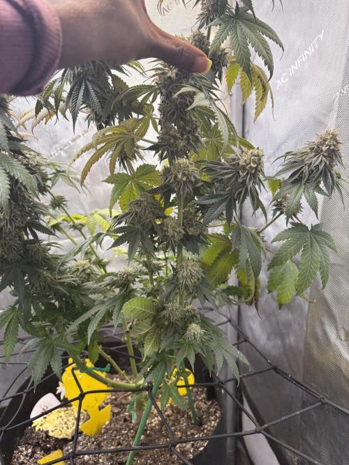 First serious grow as a newbie. Week 16