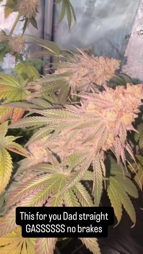 First serious grow as a newbie