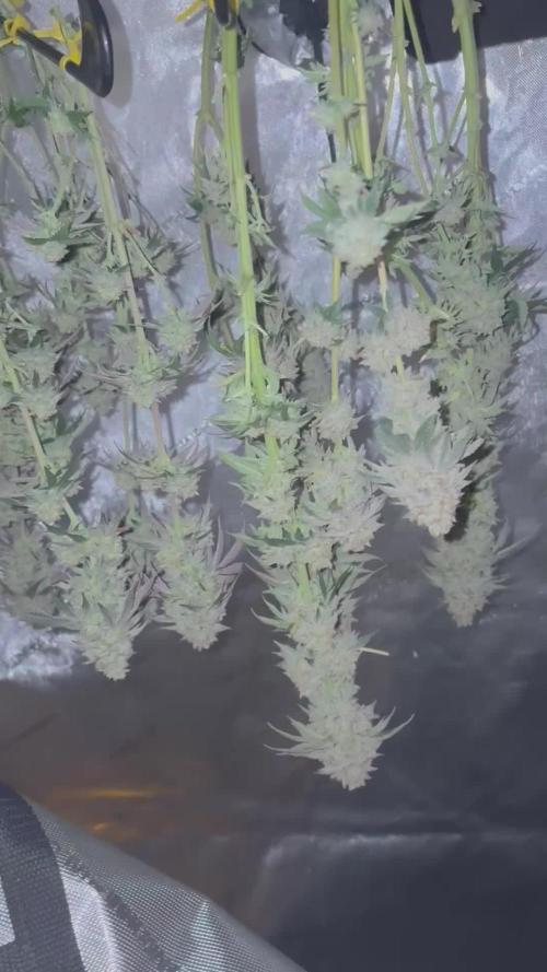 First serious grow as a newbie