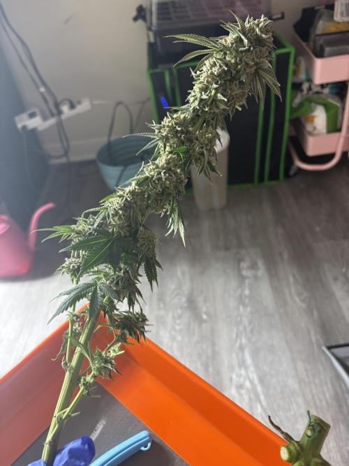 First serious grow as a newbie. Week 17