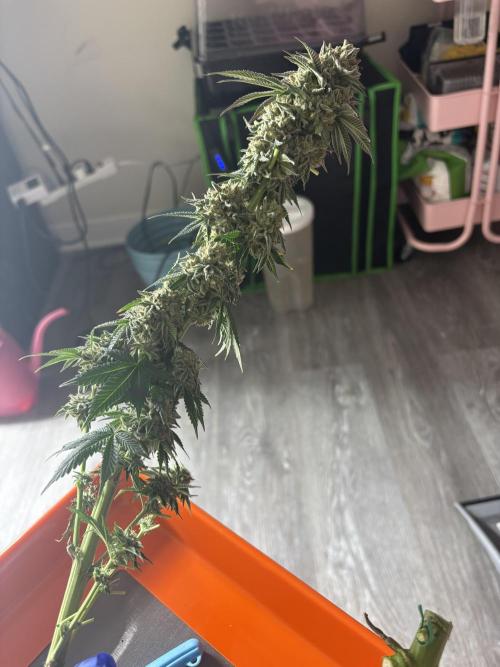 First serious grow as a newbie. Week 17