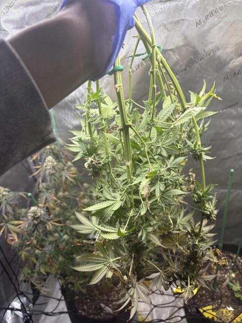 First serious grow as a newbie. Week 17