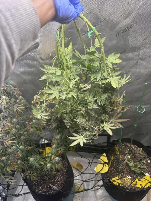 First serious grow as a newbie. Week 17