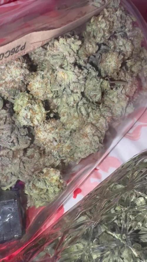 First serious grow as a newbie