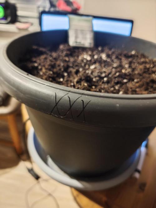 Permanent Marker Cup. Week 0 - Der Topf mit Soil von Wizzys Garden ist markiert