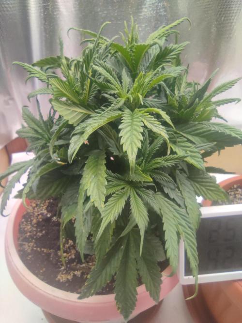 Indoor 2026. Week 4 - Ak 420