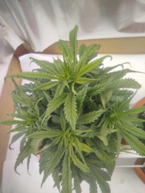 Indoor 2026. Week 4 - Ak 420