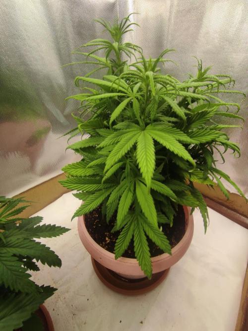 Indoor 2026. Week 5 - AK420