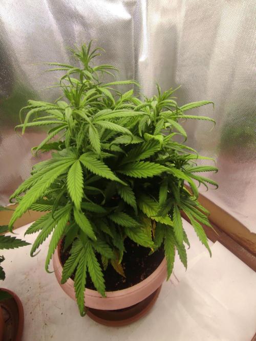 Indoor 2026. Week 5 - Ak 420