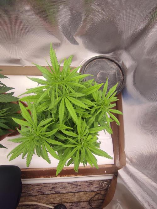 Indoor 2026. Week 5 - AK 420