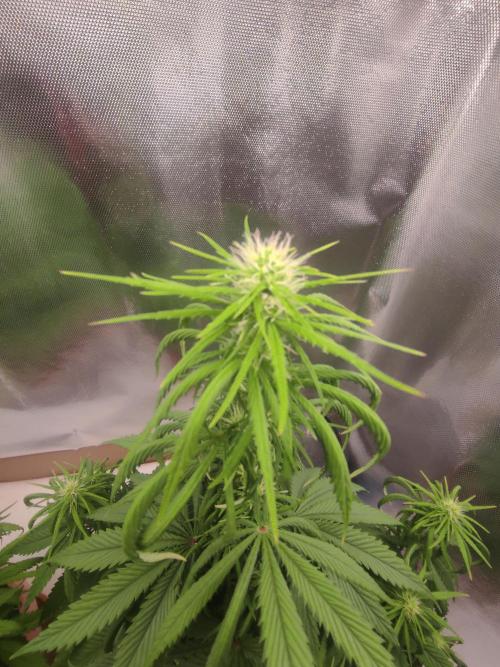 Indoor 2026. Week 7 - Bubblegum by Kera