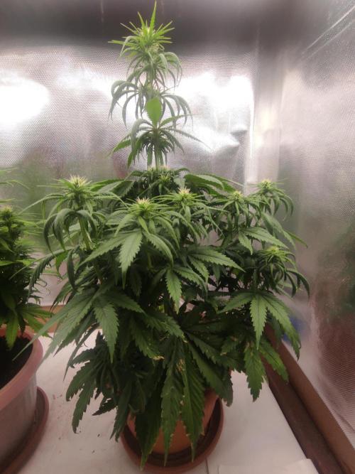 Indoor 2026. Week 7 - Bubblegum by Kera