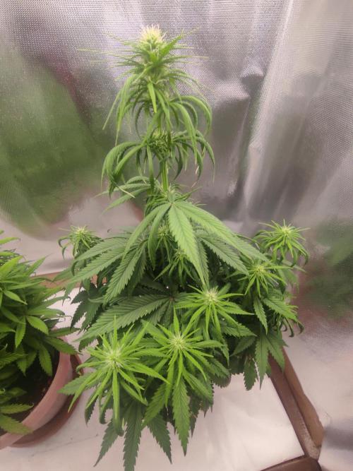 Indoor 2026. Week 7 - Bubblegum by Kera