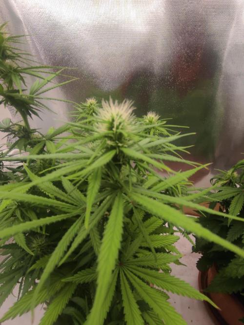 Indoor 2026. Week 7 - Ak 420 Seed stokers