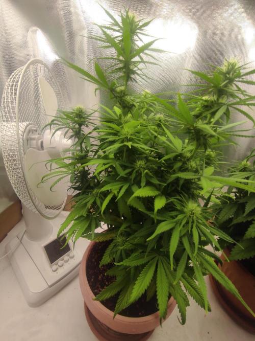 Indoor 2026. Week 7 - Ak 420 Seed stokers