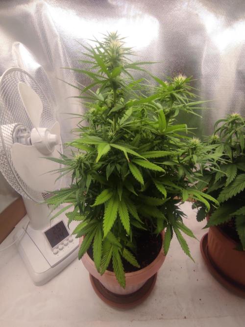 Indoor 2026. Week 7 - Ak 420 Seed stokers
