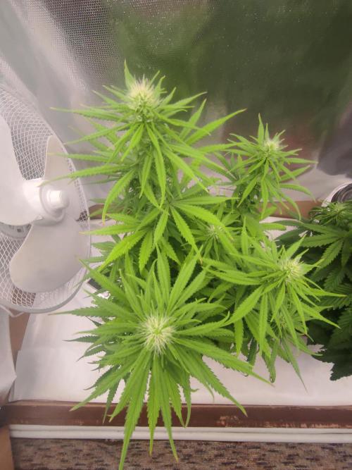 Indoor 2026. Week 7 - Ak 420 Seed stokers