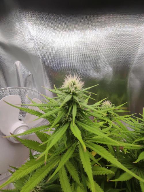 Indoor 2026. Week 8 - AK 420 by Seed Stockers