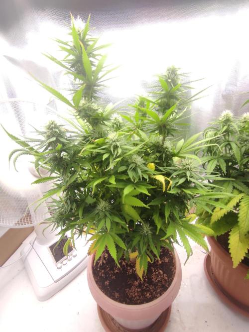 Indoor 2026. Week 8 - AK 420 by Seed Stockers