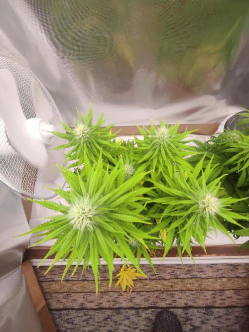 Indoor 2026. Week 8 - AK 420 by Seed Stockers