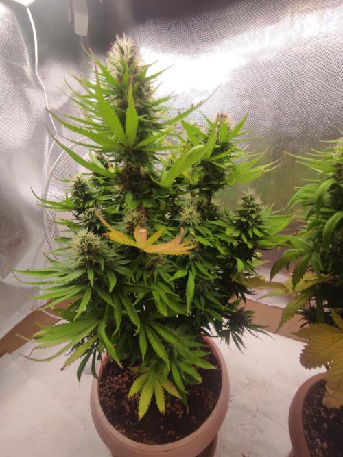Indoor 2026. Week 9 - AK 420 Seed stokers 