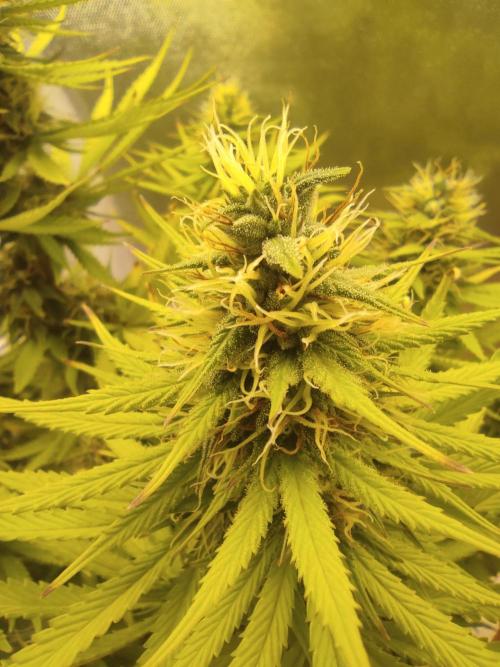 Indoor 2026. Week 9 - AK 420 Seed stokers