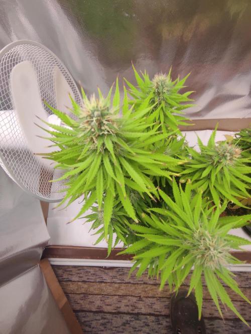 Indoor 2026. Week 9 - AK 420 Seed stokers
