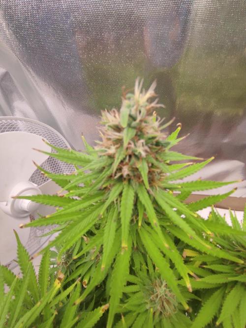 Indoor 2026. Week 10 - AK-420 Seed Stockers 