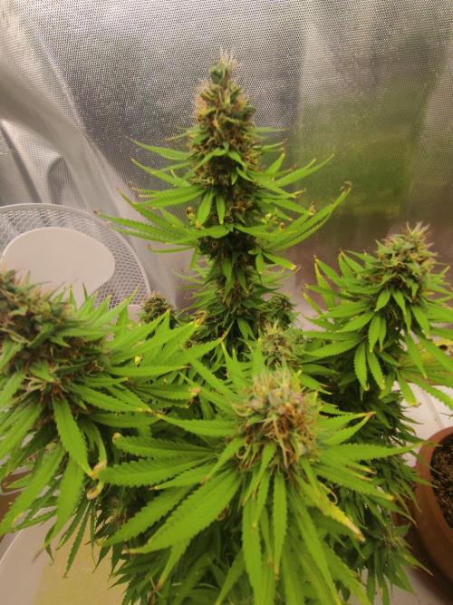 Indoor 2026. Week 10 - AK-420 Seed Stockers