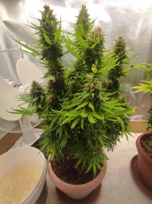 Indoor 2026. Week 10 - AK-420 Seed Stockers