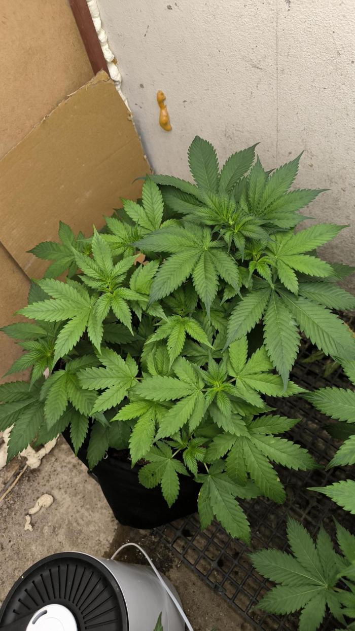 Chery poppers. Week 7