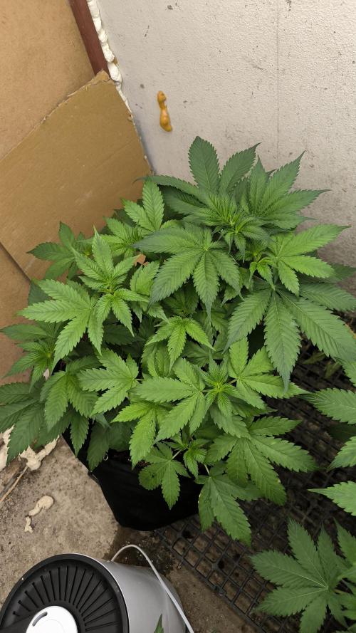 Cherry Poppers. Week 7