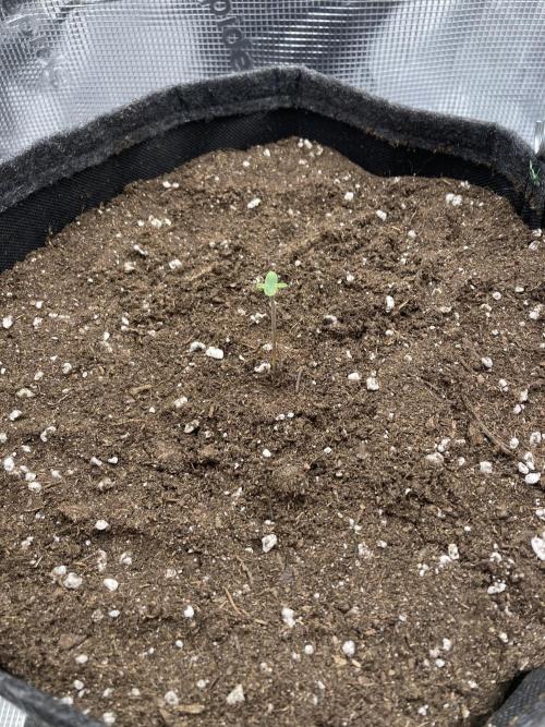 RQS Corkscrew Auto - First Indoor run. Week 0 - 20.03. - First leaves start forming