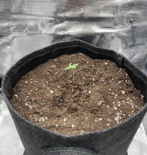 RQS Corkscrew Auto - First Indoor run. Week 0 - 22.03. - Growing bigger