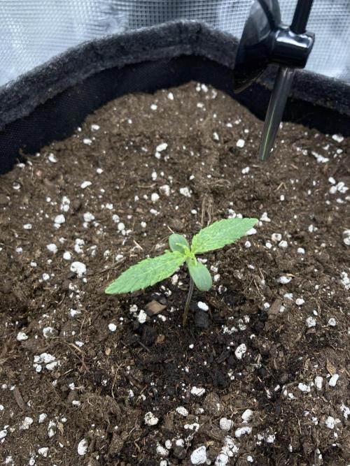 RQS Corkscrew Auto - First Indoor run. Week 1 - 24.03.