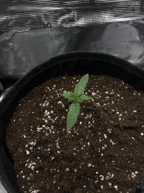 RQS Corkscrew Auto - First Indoor run. Week 1 - 27.03.