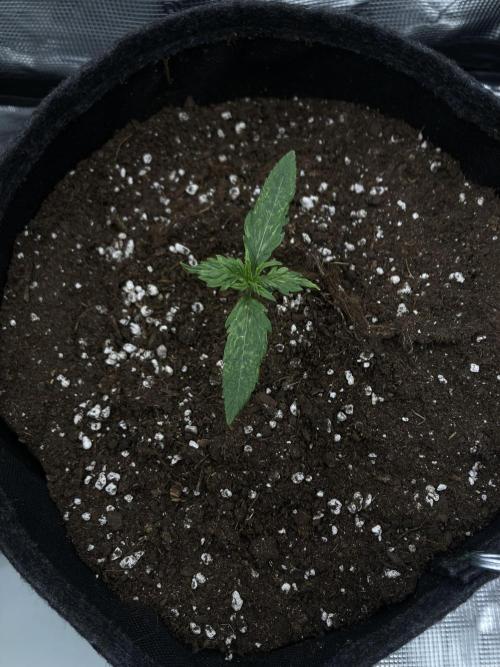 RQS Corkscrew Auto - First Indoor run. Week 1 - 27.03.