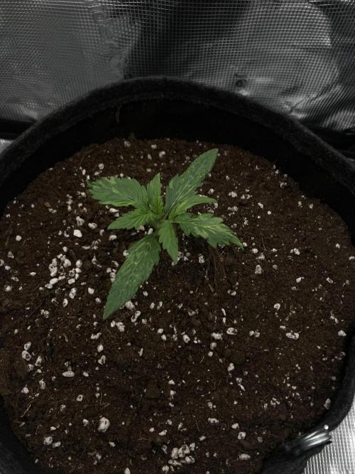 RQS Corkscrew Auto - First Indoor run. Week 1 - 29.03.