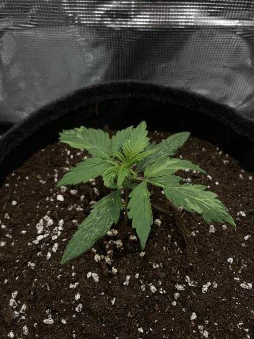 RQS Corkscrew Auto - First Indoor run. Week 2 - 31.03.