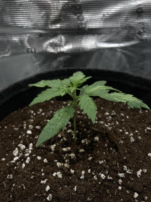 RQS Corkscrew Auto - First Indoor run. Week 2 - 31.03.