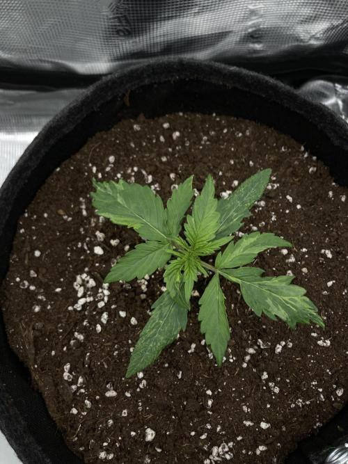 RQS Corkscrew Auto - First Indoor run. Week 2 - 31.03.