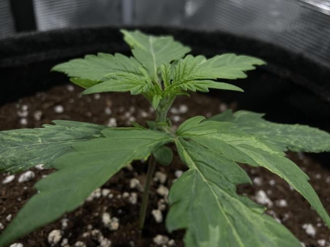 RQS Corkscrew Auto - First Indoor run. Week 2 - 31.03.