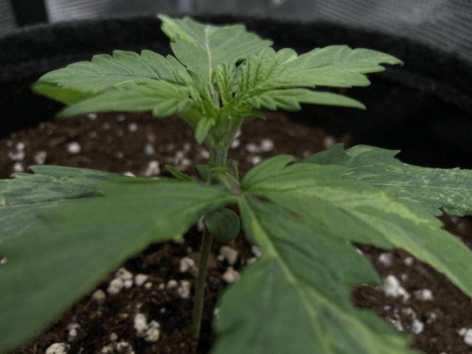 RQS Corkscrew Auto - First Indoor run. Week 2 - 31.03.