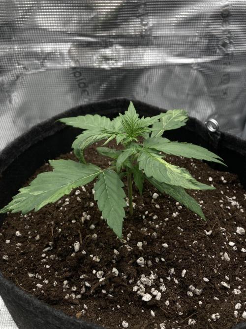 RQS Corkscrew Auto - First Indoor run. Week 2 - 03.04.