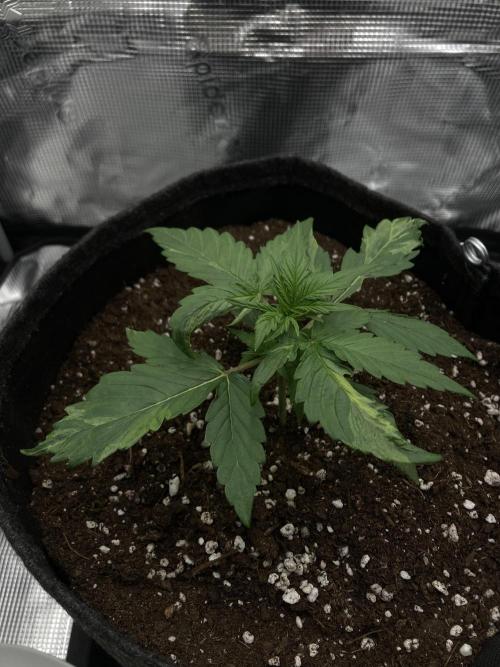 RQS Corkscrew Auto - First Indoor run. Week 2 - 03.04.