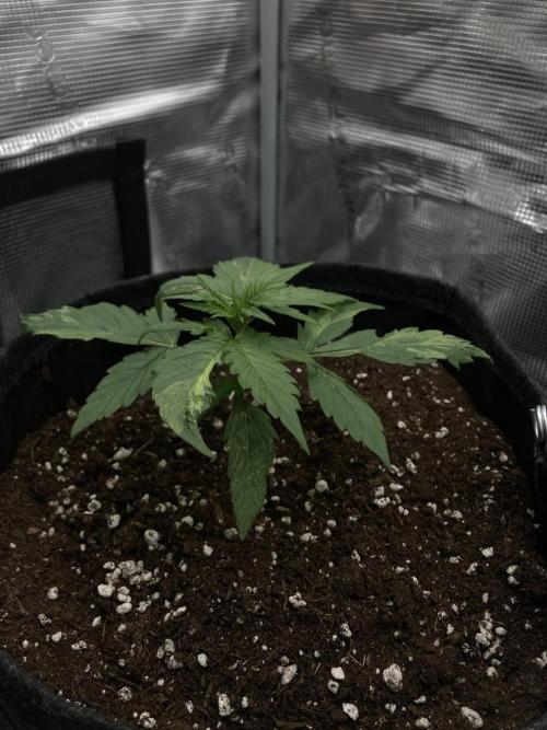 RQS Corkscrew Auto - First Indoor run. Week 2 - 03.04.