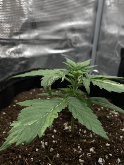 RQS Corkscrew Auto - First Indoor run. Week 2 - 03.04.