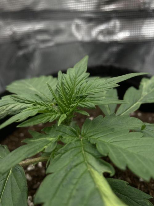 RQS Corkscrew Auto - First Indoor run. Week 2 - 03.04.