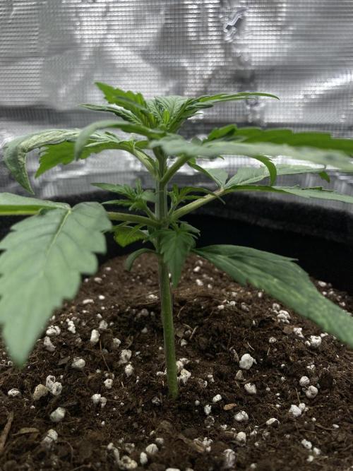 RQS Corkscrew Auto - First Indoor run. Week 2 - 03.04.